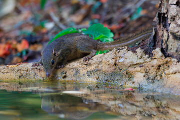Northern treeshrew drinking water in a pond