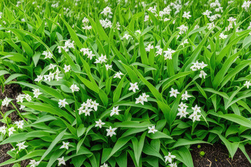 Obraz premium Fagopyrum Flowering plant in Summer Day. Close up. Green manure From Family Polygonaceae.