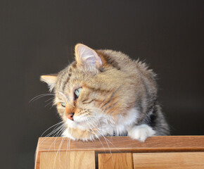 Siberian cat close-up looking to the left