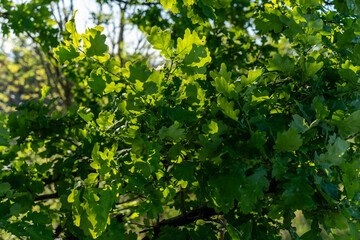 The green leaves in the forest reflect the sun