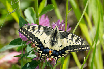 Old World Swallowtail or common yellow swallowtail (Papilio machaon) sitting on pink flower in Zurich, Switzerland