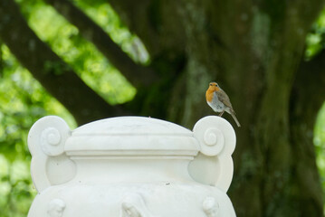 European robin (Erithacus rubecula) sitting on stone in Zurich, Switzerland