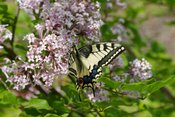 Old World Swallowtail or common yellow swallowtail (Papilio machaon) sitting on pink lilac in Zurich, Switzerland