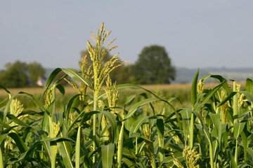 Hirsen, Sorghum,  Sorghum sudanense
