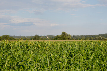 Hirsen, Sorghum,  Sorghum sudanense