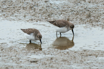 Bécasseau variable,.Calidris alpina, Dunlin