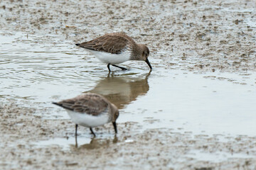 Bécasseau variable,.Calidris alpina, Dunlin