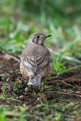 Grive draine,.Turdus viscivorus, Mistle Thrush