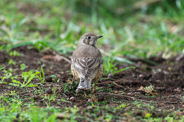 Grive draine,.Turdus viscivorus, Mistle Thrush
