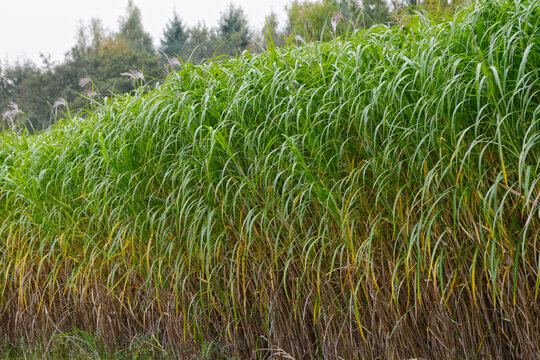 Chinaschilf, Miscanthus x giganteus, voll entwickeltes  Elefantengras im Herbst