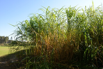 Chinaschilf, Miscanthus x giganteus, voll entwickeltes  Elefantengras im Herbst