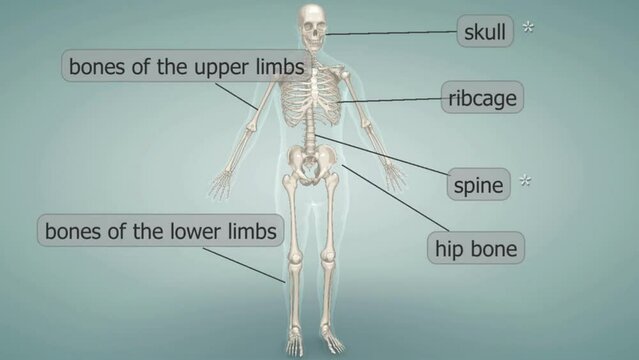 Human skeleton system