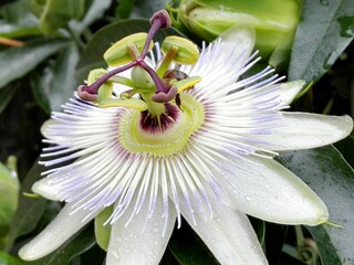 Blooming Passion fruit Flower with water drops. The beautiful Passion fruit Flower also known as Passiflora Caerulea or Passion Fruit Flower. Close up of passion flower petals after rain.