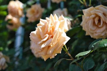 オレンジ色のバラ　Orange roses