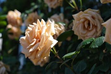 オレンジ色のバラ　Orange roses