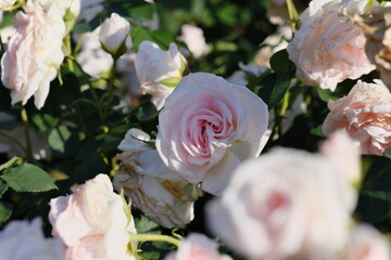 ピンク色のバラ　Pink roses