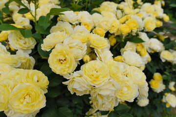黄色いバラ　yellow rose