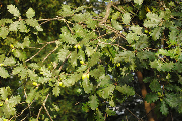 Eiche, Flaumeiche, Quercus pubescens