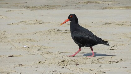 Adult African oystercatcher (Haematopus moquini) foraging on Swartvlei beach.