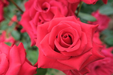 赤いバラ　red rose