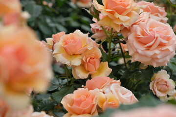 オレンジ色のバラ　Orange roses