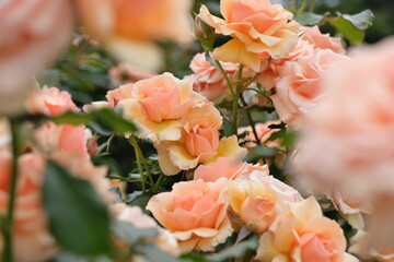 オレンジ色のバラ　Orange roses
