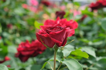 赤いバラ　red rose