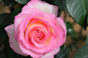 ピンク色のバラ　Pink roses