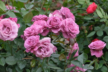 ピンク色のバラ　Pink roses