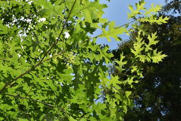 Eiche,  Sumpf-Eiche, Quercus palustris