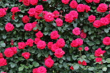 Fototapeta premium 赤いバラ red rose