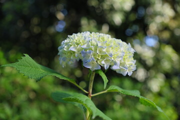 いい感じの紫陽花　Nice hydrangea