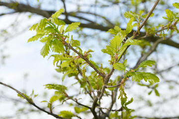 Eiche,  Traubeneiche,  Quercus petraea