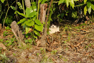 公園の野良猫　Stray cats in the park