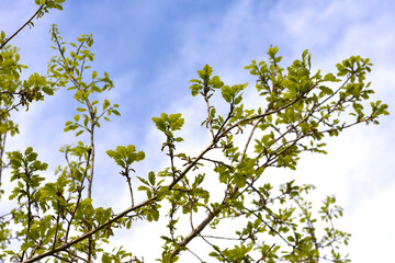 Eiche,  Traubeneiche,  Quercus petraea