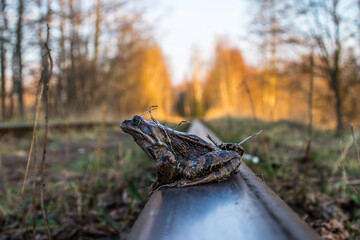 A spring migrating Brown frog (rana temporaria) sits on a railroad track, migratory paths from one...