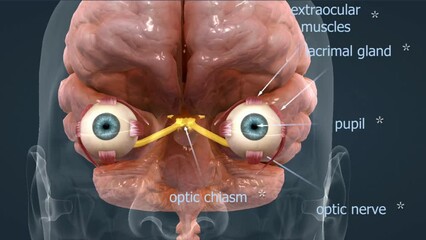 Mechanism of  eye vision