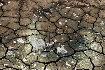 A dismal picture of a dried-up pond. A cracked dirty surface on which the first pollution-tolerant plants appear