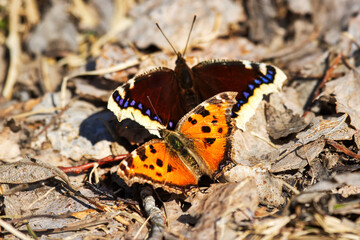 Unusual natural phenomenon. Lesser tortoiseshell (Vanessa urticae) butterfly is chasing Mourning butterfly (Nymphalis antiopa) and trying to mate with it. Such errors of instinct are rare in nature