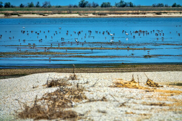 Azov sea lagoons at water runoff in the hot summer period at noon. There is a hot haze over the...