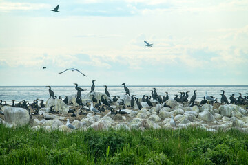 Colony of southern cormorant (Phalacrocorax carbo sinensis) on islands of Gulf of Finland, Baltic...