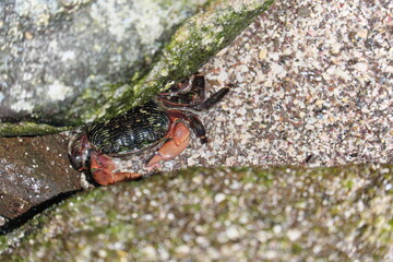 磯にいるかに　crabs on the beach