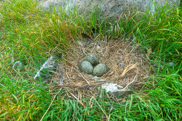 Scandinavian Lesser black-backed gull (Larus fuscus fuscus) nest on islands of eastern part of Gulf of Finland, Baltic Sea. Mixed colony with Herring Gull. Plastic objects are used as nest material