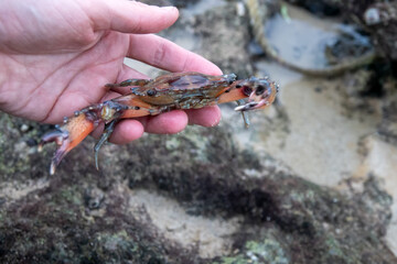 Tropical crabs in shallow shell water at low tide. Persian Gulf. Iran