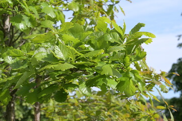 Eiche,  Persische Eiche, Quercus macranthera