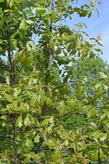 Eiche,  Persische Eiche, Quercus macranthera