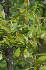Eiche,  Persische Eiche, Quercus macranthera