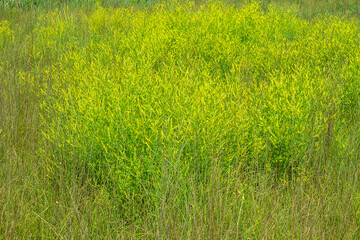 field melilot (Melilotus officinalis) on vegetated sea coast dune, Black Sea. Crimea. Accompanies the sea club-rush