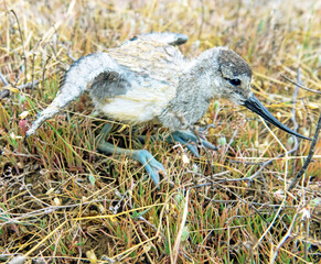 The chick of Avocet (Recurvirostra avosetta) was hiding on the shore of a salt lake among salt...
