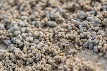 Ghost crab (Ocypode quadrata) on the sand beach in perfect macro details.